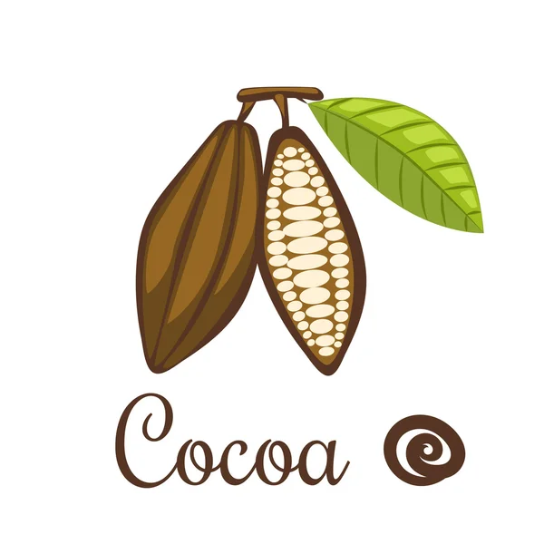 Illustrazione vettoriale dei fagioli di cacao . — Vettoriale Stock