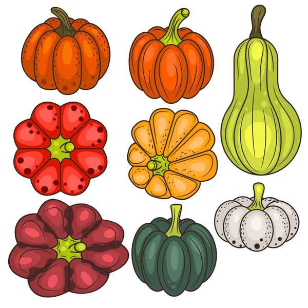 Set of pumpkin vegetable vector clip art. — Stock Vector