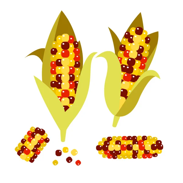 Flint vagy kaliko kukorica vektor illusztráció. Kukorica fül-cob. — Stock Vector