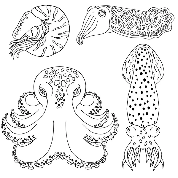 Cefalópodes desenhados à mão para colorir livro — Vetor de Stock