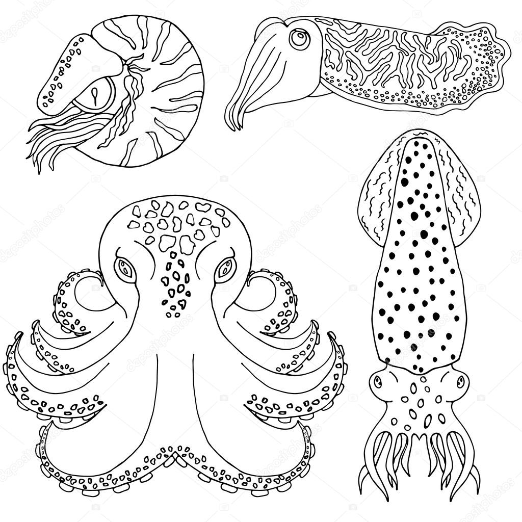 Céphalopodes dessinés pour cahier de coloriage   la main — Image vectorielle