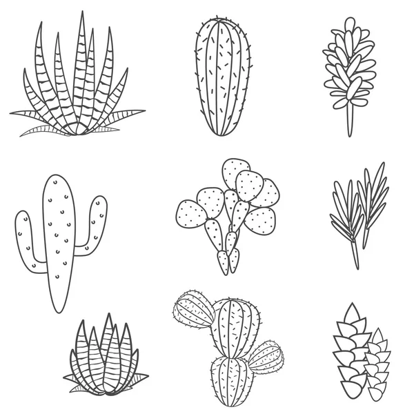 Vektor tumbuhan yang berurutan diatur. Koleksi flora kaktus hitam dan putih botani . - Stok Vektor