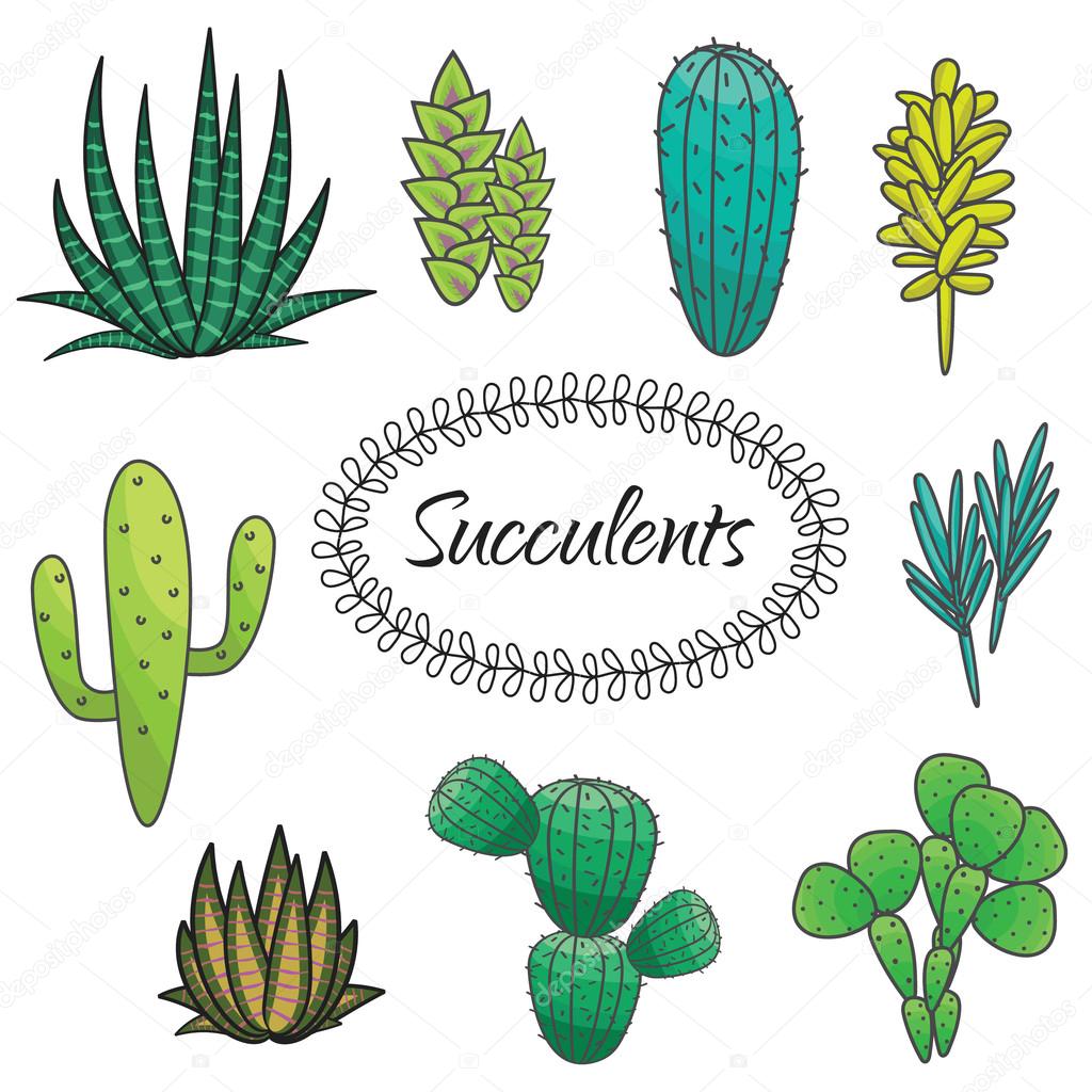 Succulents plant vector set. Botanical green cactus flora collection.