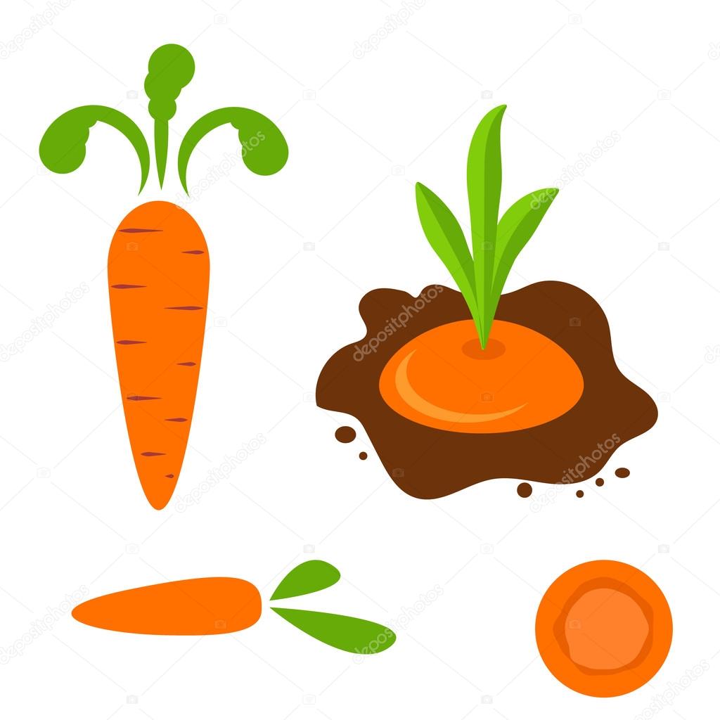 Carrot vector set in different styles.