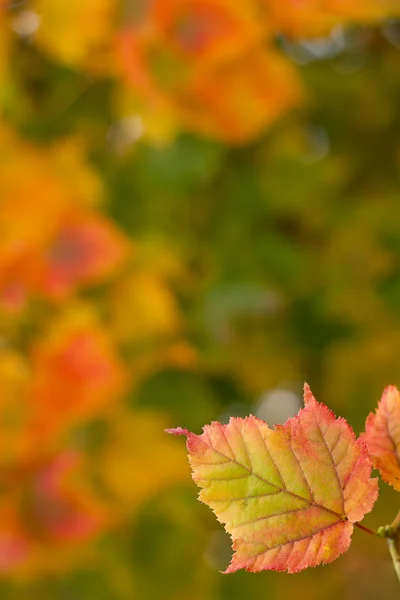 arka plan sonbahar yaprakları
