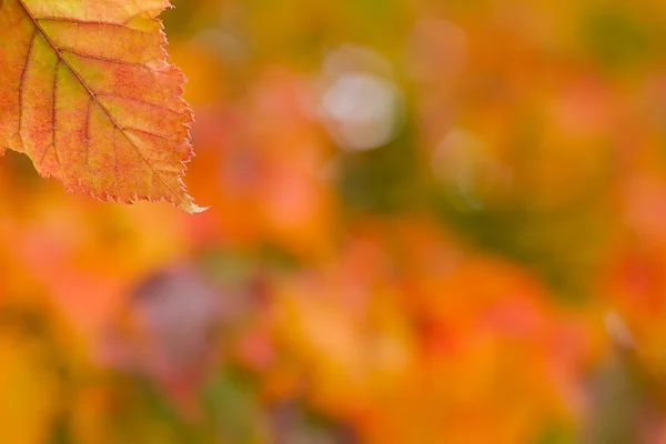 Val blad achtergrond — Stockfoto