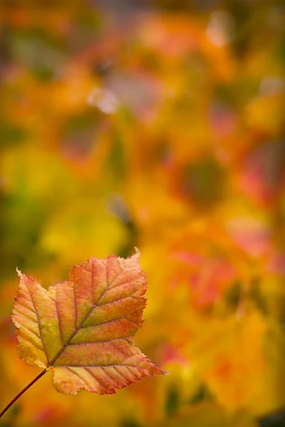 Herfstbladeren achtergrond — Stockfoto