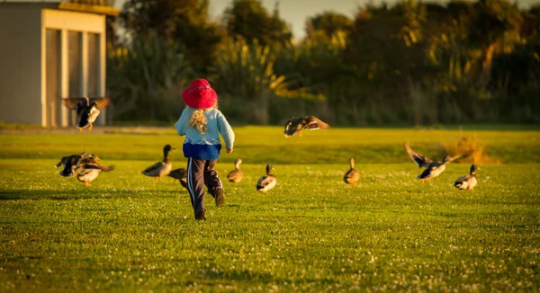 Canards chasseurs d'enfants — Photo