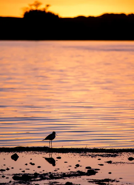  Göl kenarında günbatımında gölet ve göllerde kuş