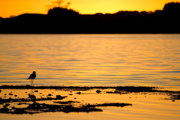 Pájaro vadeando en el borde de un lago al atardecer — Foto de Stock