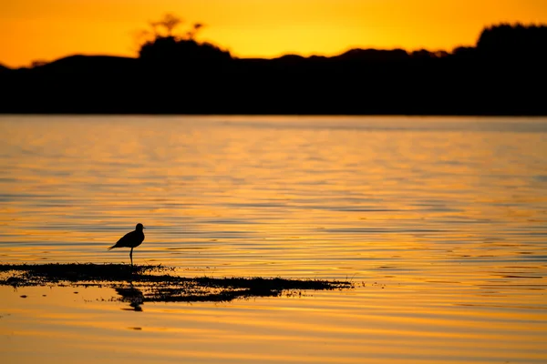 Oiseau pataugeant sur le bord d'un lac au coucher du soleil — Photo