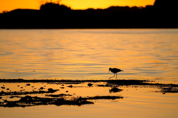 Oiseau pataugeant sur le bord d'un lac au coucher du soleil — Photo