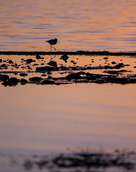 Vogel watet bei Sonnenuntergang auf einem Seeufer — Stockfoto