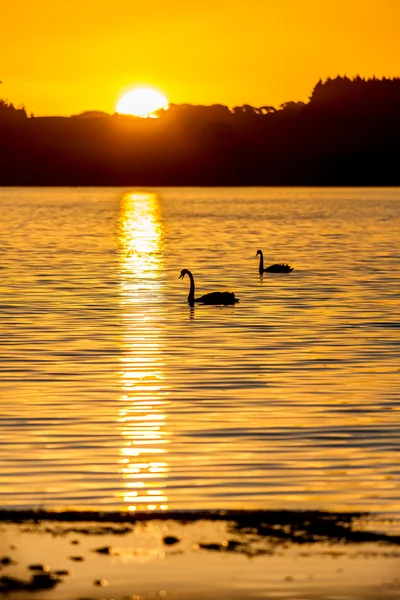 Swans swimming on a lake at sunset — Stock Photo, Image