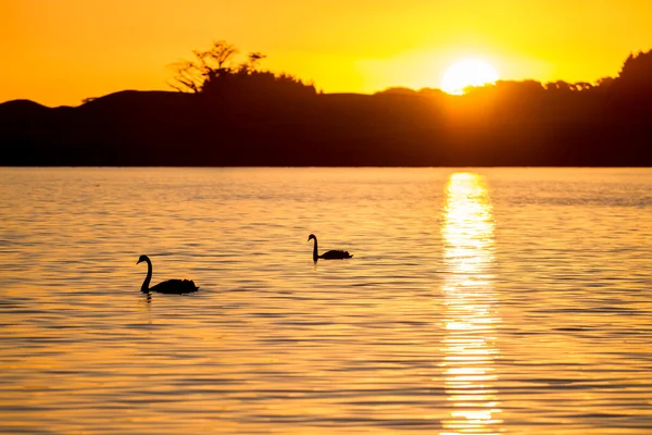 Swans swimming on a lake at sunset — Stock Photo, Image