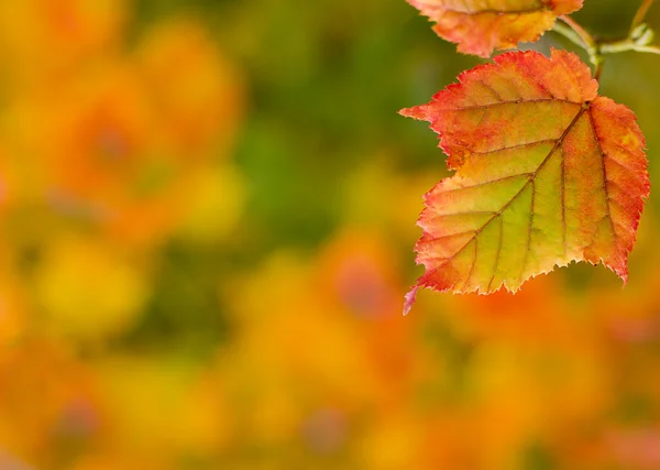 Sonbahar Yaprakları