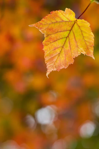 Feuille d'automne fond — Photo