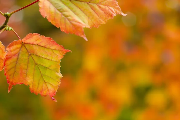 sonbahar yaprakları arka plan