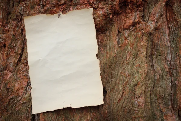 Papel antigo pregado a uma árvore — Fotografia de Stock