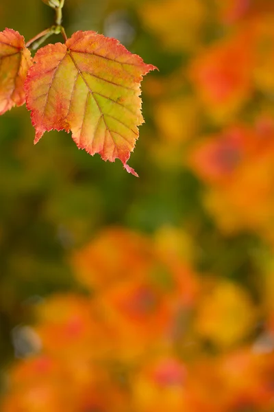 Feuilles d'automne lumineuses — Photo