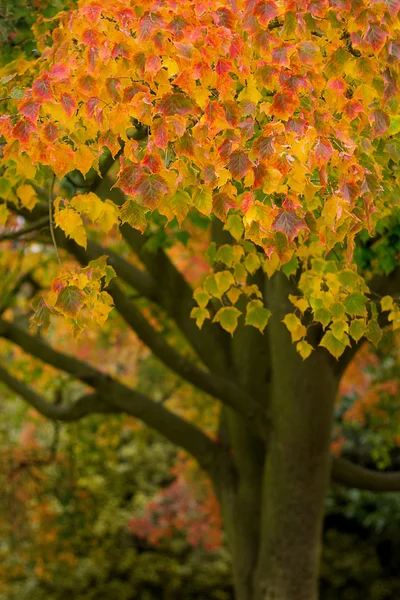 Feuilles d'automne brillantes — Photo