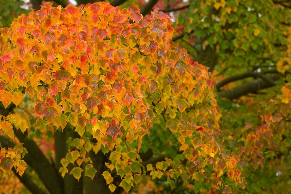 Heldere rood oranje en gele bladeren in de herfst — Stockfoto