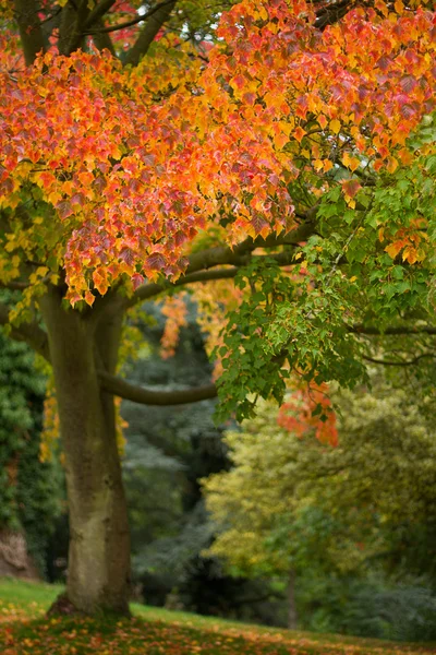 parlak sonbahar yaprakları