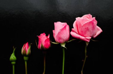 Pembe güllerin filizlenmesinin beş aşaması