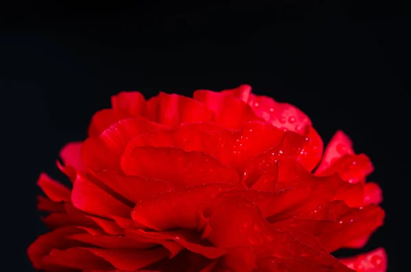 Closeup Uma Flor Ranúnculo Vermelho Com Fundo Preto Com Algum — Fotografia de Stock