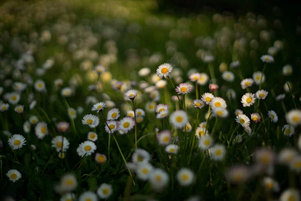 Der Boden Eines Gartens Voller Wilder Weißer Gänseblümchen Auf Dem — Stockfoto