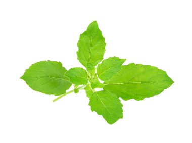 Beyaz arka plan üzerinde izole fesleğen yaprağı