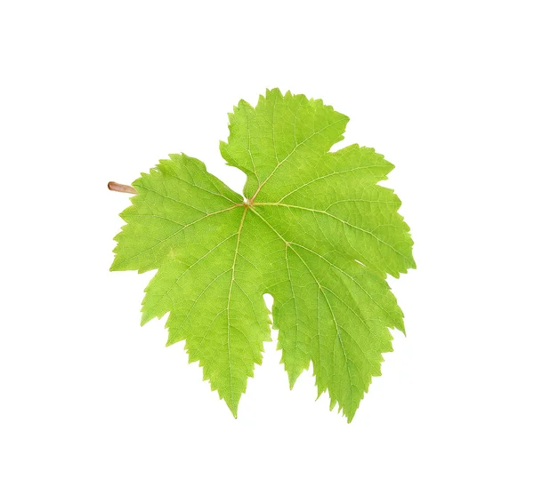 Grape blad isolerat på den vita bakgrunden — Stockfoto