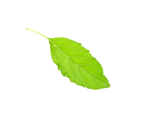 Basil leaf isolated on the white background — Stock Photo, Image