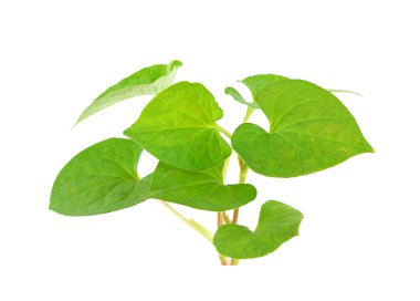 Herbal fish mint leaves isolated on white background clipart