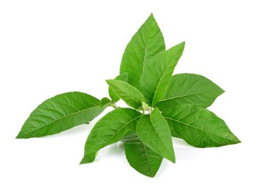Adhatoda vasica veya tıbbi Başak yaprak üzerinde beyaz izole