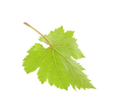 Beyaz arka plan üzerinde izole üzüm yaprağı