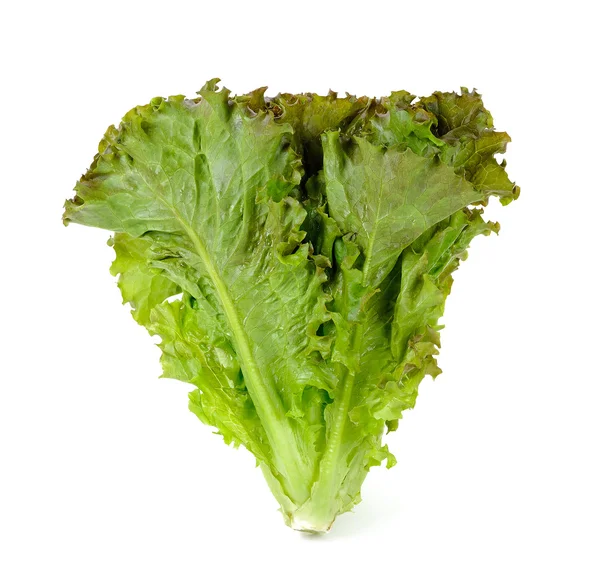 Lechuga aislada sobre fondo blanco — Foto de Stock