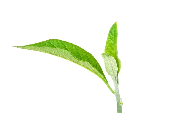Adhatoda vasica o hojas medicinales de Basak — Foto de Stock