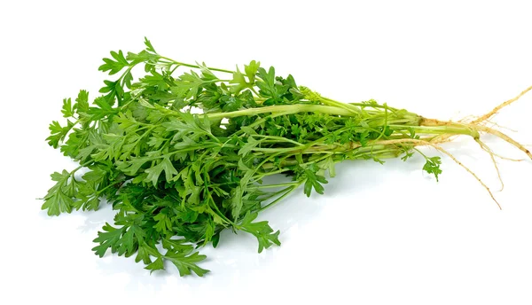 Coriander isolated on the white background — Stock Photo, Image