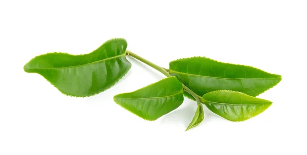 Grönt te blad isolerad på vit bakgrund — Stockfoto