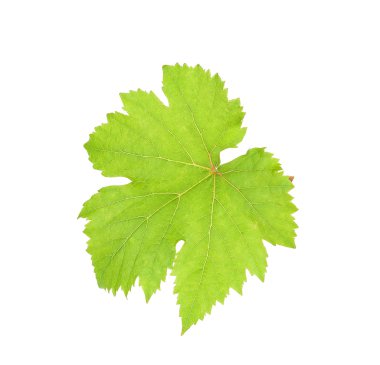 Beyaz arka plan üzerinde izole üzüm yaprağı
