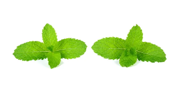 Menta fresca aislada sobre el fondo blanco — Foto de Stock