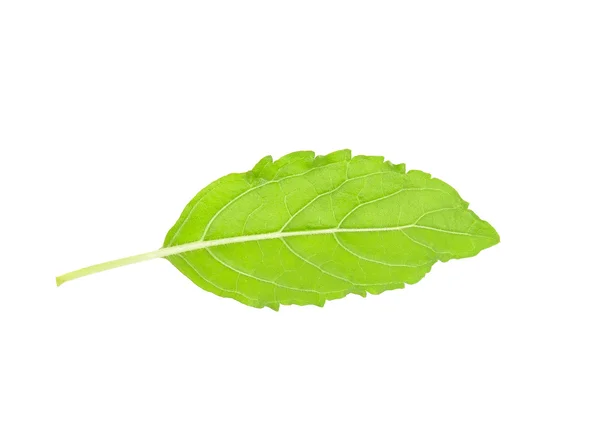 Beyaz arka plan üzerinde izole fesleğen yaprağı — Stok fotoğraf