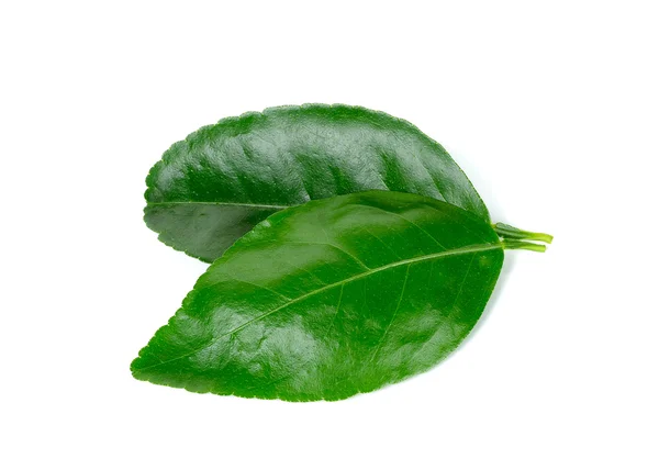 Lime leaf Isolated on the white background — Stock Photo, Image