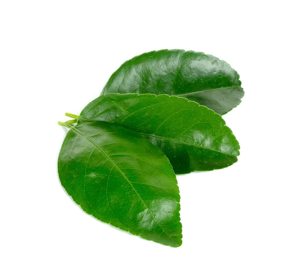 Lime leaf Isolated on the white background — Stock Photo, Image