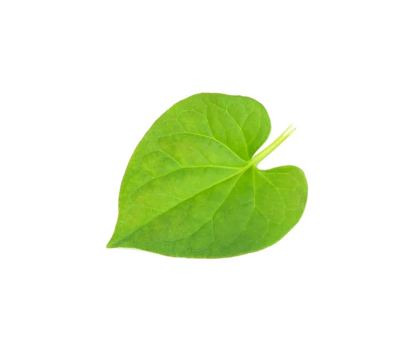 Herbal fish mint leaves isolated on white — Stock Photo, Image