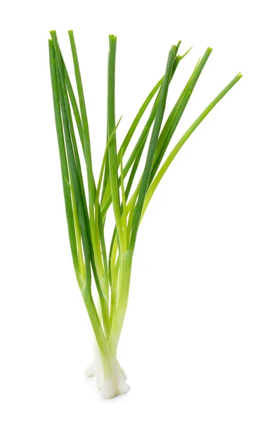 Cebolla verde aislada en el fondo blanco — Foto de Stock