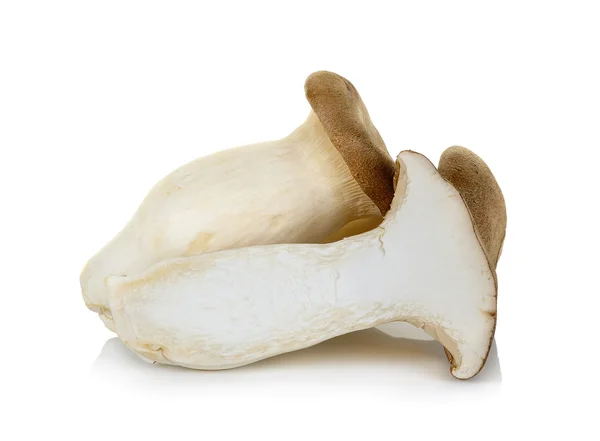 Champignon King Oyster isolé sur le blanc — Photo