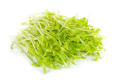 beyaz zemin üzerine bezelye filizlenir