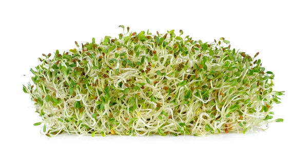 Brotes de alfalfa aislados en el fondo blanco — Foto de Stock